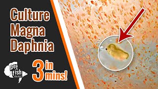 How to culture DAPHNIA MAGNA  The easy way [upl. by Eenafit]