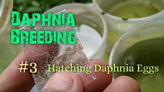 Daphnia Culture made simple and easy 3  Hatching Daphnia eggs [upl. by Doran]