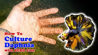 How to Culture Daphnia with ZERO Cost  Unlimited Live Food For Our Fish [upl. by Jezabel62]