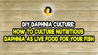 DIY Daphnia Culture How to Culture Nutritious Daphnia as Live Food for Your Fish [upl. by Wack]