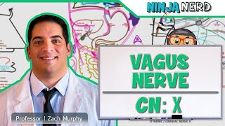 Neurology  Vagus Nerve Cranial Nerve X [upl. by Enelav]