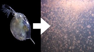 How I Culture Daphnia [upl. by Assiralc]