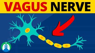 Vagus Nerve Stimulation  Side Effects During Suctioning [upl. by Ggerc653]