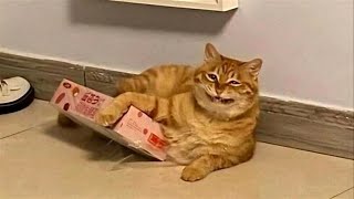 FUNNY CATS MEMES COMPILATION V36 [upl. by Ahsenar]