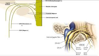 Cranial Nerve X  Vagus Nerve  Introduction  Origin from Medulla [upl. by Reifel]