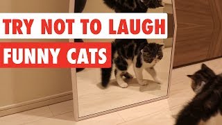 Try Not To Laugh  Funny Cat Video Compilation 2017 [upl. by Massab372]