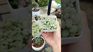 Graptopetalum Mendozae propagations [upl. by Eceirtal]