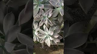 GRAPTOPETALUM Paraguayense suculentas [upl. by Ahsinert]