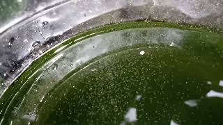 DAPHNIA MOINA CULTURE IN A SMALL BUCKET [upl. by Ynaitirb]