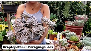 Graptopetalum Paraguayense [upl. by Krystyna236]