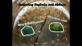 How To Culture Daphnia and Moinas using Green Water Spirulina powder [upl. by Amikat]