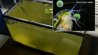 Raising Daphnia for the Freshwater Aquarium [upl. by Drofiar]