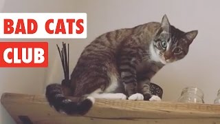 Bad Cats Club  Funny Cat Video Compilation 2020 [upl. by Ahsiket]