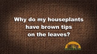 QampA  Why do my houseplants have brown tips on the leaves [upl. by Burke274]