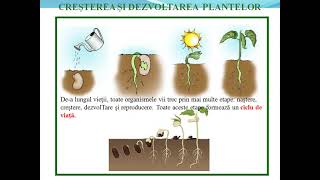 Cresterea si dezvoltarea plantelor  Lectii de biologie [upl. by Zeidman]