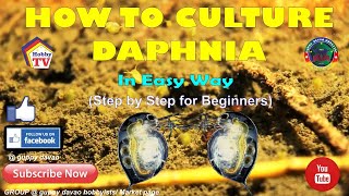 HOW TO CULTURE DAPHNIA In Easy Way [upl. by Dusza]